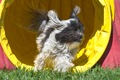 dogs agility 